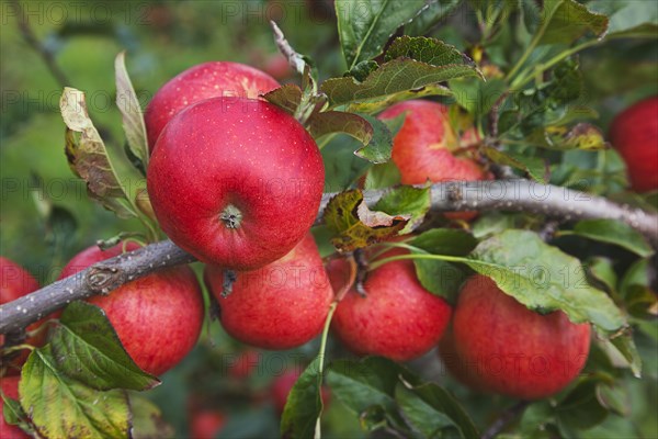 Katy apples growing on the tree in Grange Farms orchard.