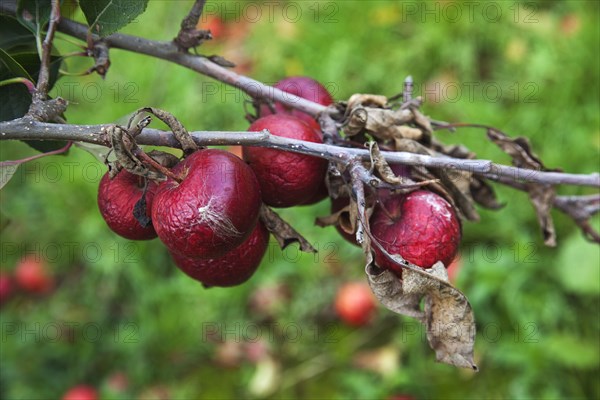 Katy apples rotting on the tree having not been picked at Grange Farms orchard.