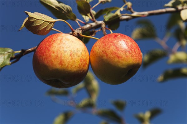 Royal Gala apples growing on the tree in Grange Farms orchard.