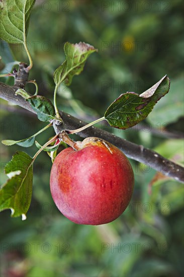 Katy apples growing on the tree in Grange Farms orchard.