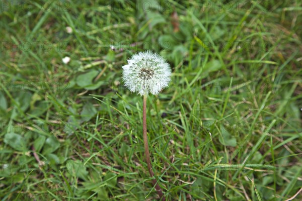 Flowers Dandelion Clock growing amongst grass.