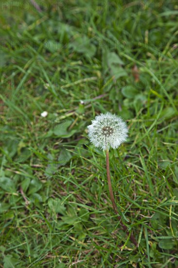 Flowers Dandelion Clock growing amongst grass.