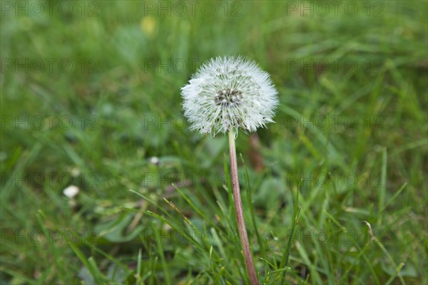 Flowers Dandelion Clock growing amongst grass.