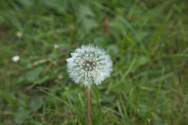 Flowers Dandelion Clock growing amongst grass.