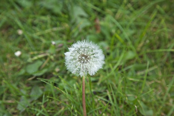 Flowers Dandelion Clock growing amongst grass.