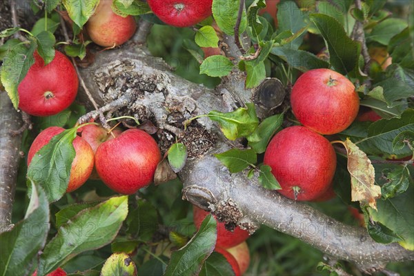 Katy apples growing on the tree in Grange Farms orchard.