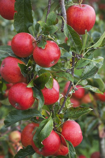 Katy apples growing on the tree in Grange Farms orchard.