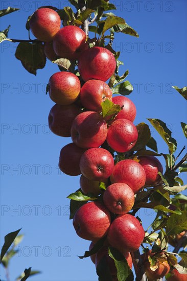 Royal Gala apples growing on the tree in Grange Farms orchard.