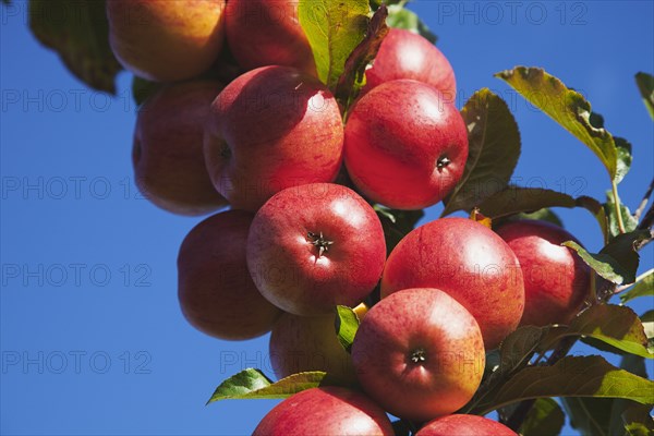 Royal Gala apples growing on the tree in Grange Farms orchard.