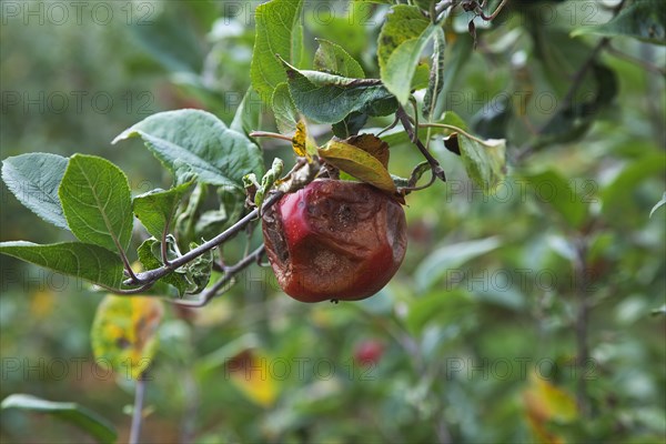 Katy apples rotting on the tree having not been picked at Grange Farms orchard.