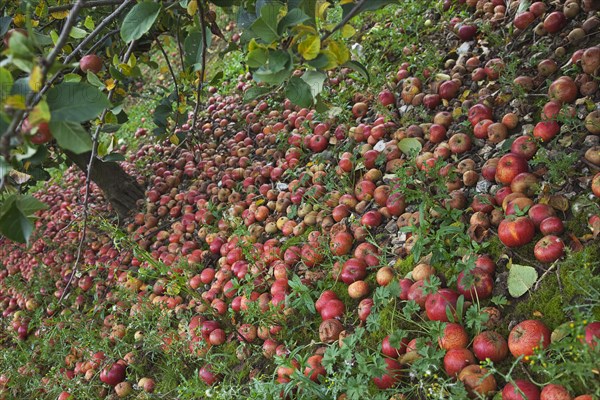 Katy apples rotting on the ground having fallen from the tree in Grange Farms orchard.