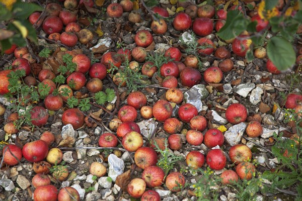 Katy apples rotting on the ground having fallen from the tree in Grange Farms orchard.