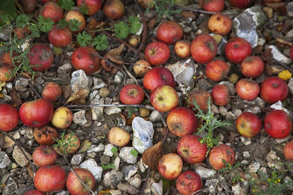 Katy apples rotting on the ground having fallen from the tree in Grange Farms orchard.