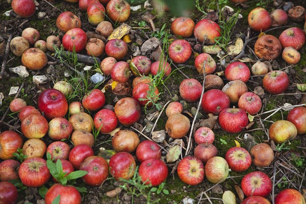 Katy apples rotting on the ground having fallen from the tree in Grange Farms orchard.