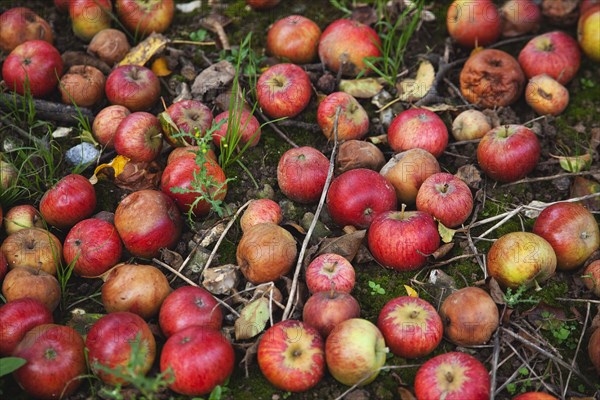 Katy apples rotting on the ground having fallen from the tree in Grange Farms orchard.