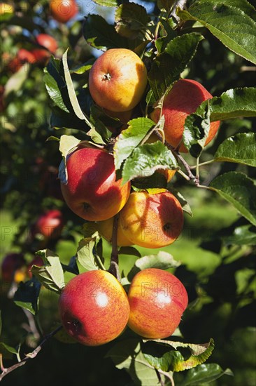 Apples growing on the tree in Grange Farms orchard.