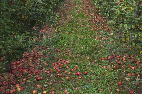 Katy apples rotting on the ground having fallen from the tree in Grange Farms orchard.