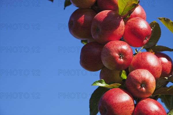 Royal Gala apples growing on the tree in Grange Farms orchard.