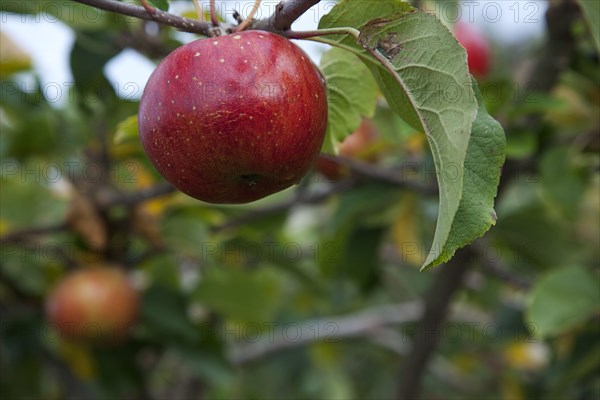 Katy apples growing on the tree in Grange Farms orchard.
