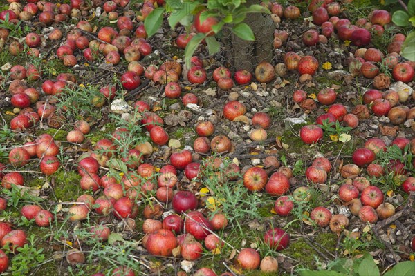 Katy apples rotting on the ground having fallen from the tree in Grange Farms orchard.