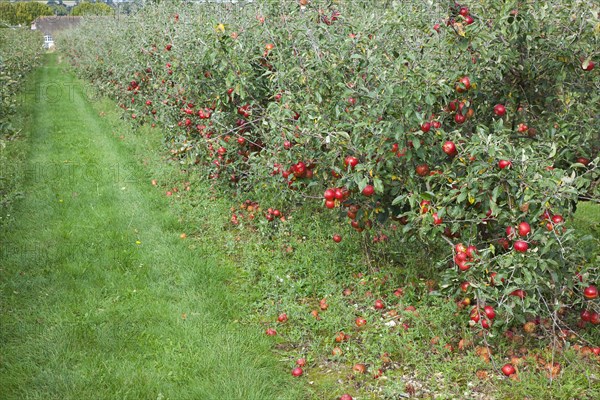 Katy apples growing on the tree in Grange Farms orchard.