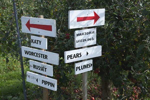 Pick Your Own signs pointing the way to rows containing different varietes of tree in Grange Farm.