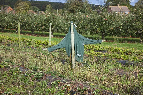 Scare Crow to protect crops from birds.
