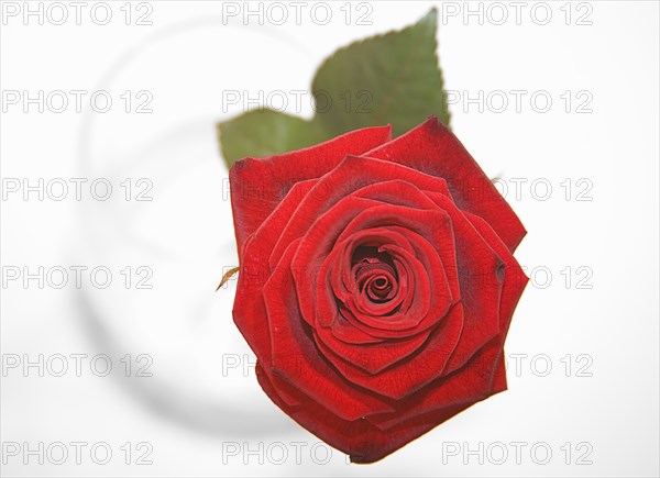 Studio shot of single red rose in clear glass vase from above.