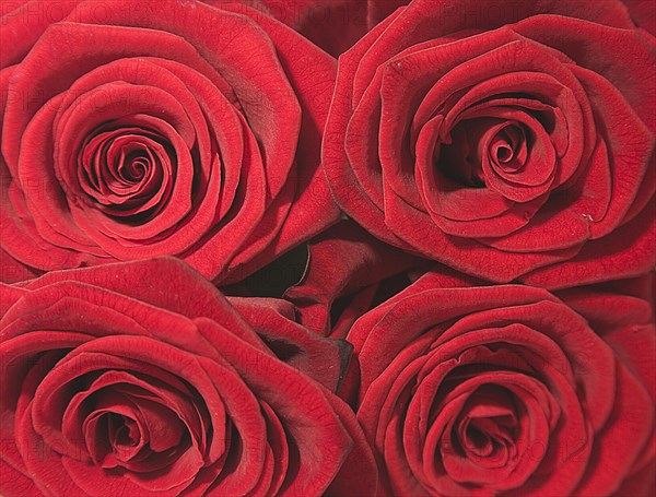 Close up studio shot of four red roses showing pattern of petals..