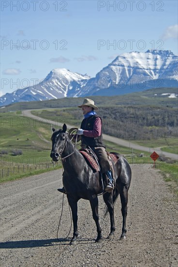 Spring cattle drive in the shadow of the Rocky Mountains A rancher in cowboy garb on his horse with his lasso at the ready herding his cattle across a snaking gravel road to better grazing on his ranch