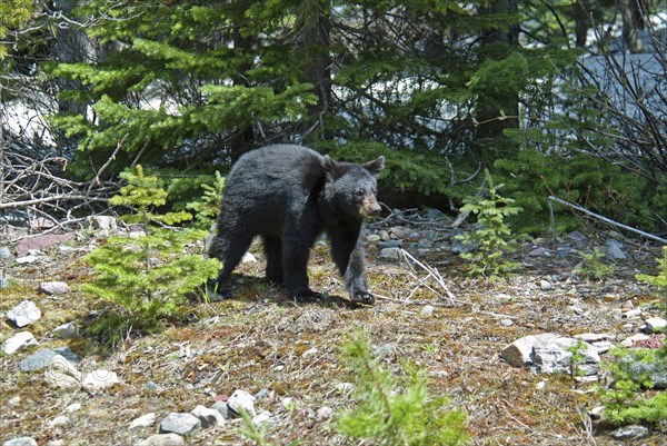 Black Bear cub Ursus americanus at this UNESCO World Heritage Site Cub is out foraging with its mother and sibling on a sunny evening in late Spring