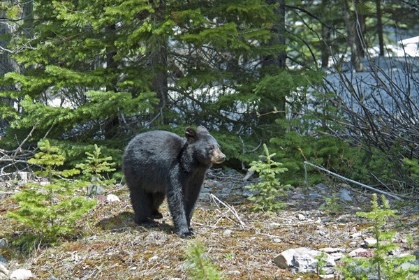 Black Bear cub Ursus americanus at this UNESCO World Heritage Site Evening light glinting on black fur