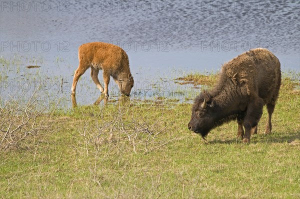 Plains Bison Bos bison calf and adult female at water hole at Waterton Lakes National Park a UNESCO World Heritage Site Calf in water drinking while adult female looks on.