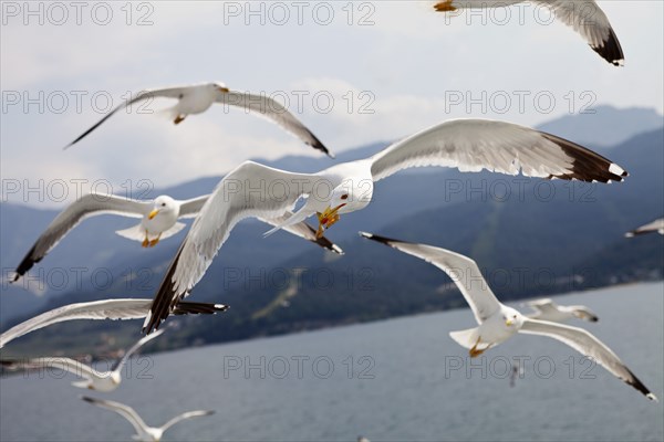 Flock of Seagulls in flight.