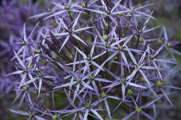 Allium Close up view of head.