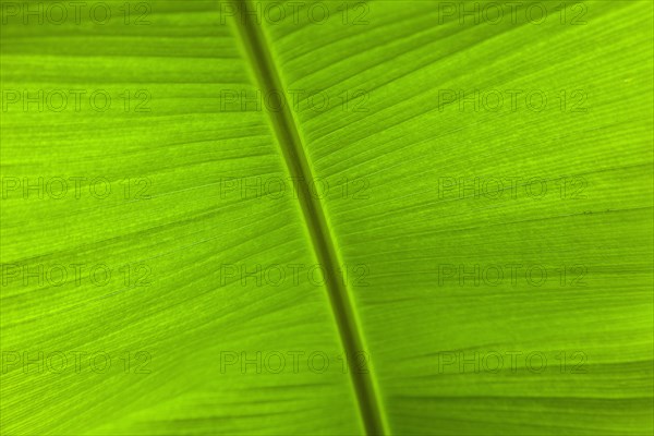 Banana Detail of green banana leaf.