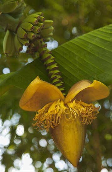 Banana Banana flower and fruit.