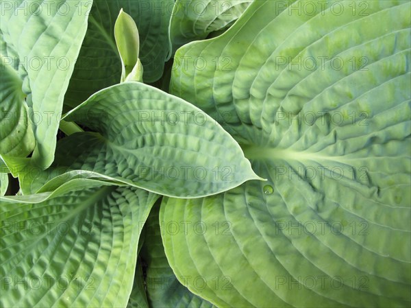 detail of green leaves with a small water droplet.