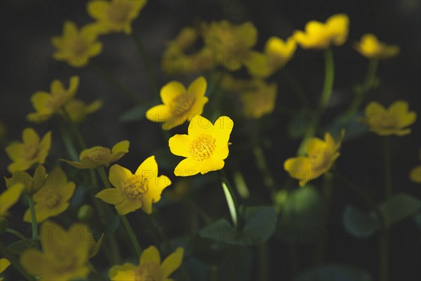 Marsh Marigolds with dappled sunlight.