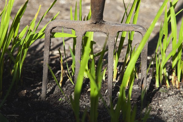 Fork rested in soil with green shoots.