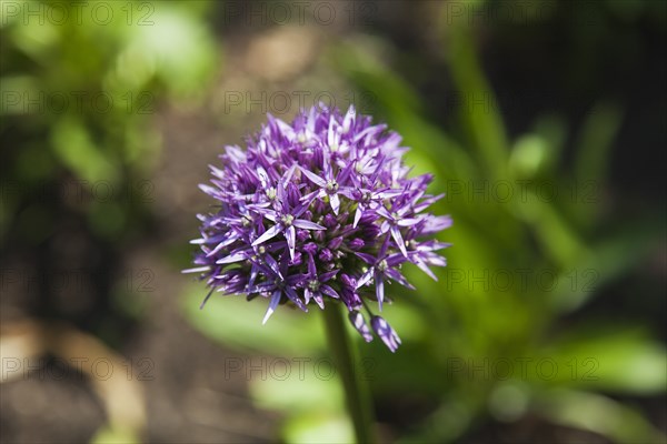 Single purple flower head.