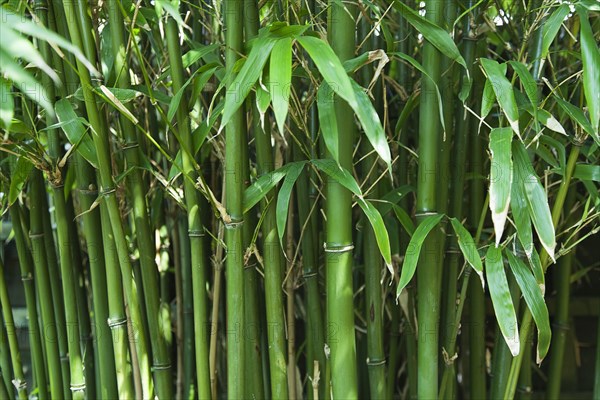 Bamboo. Semiarundinaria Fastuosa.