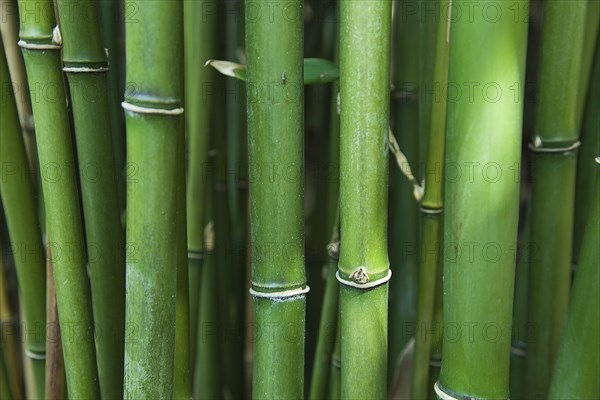 Bamboo. Semiarundinaria Fastuosa.