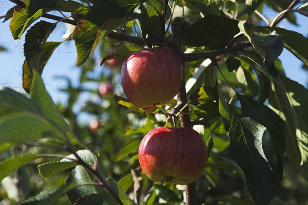 Apples growing on the tree in Grange Farms orchard.