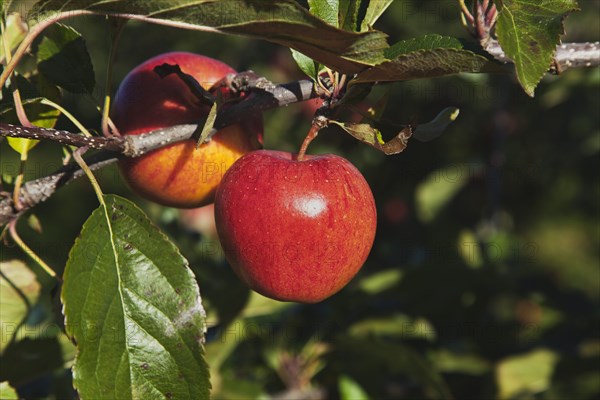 Royal Gala apples growing on the tree in Grange Farms orchard.