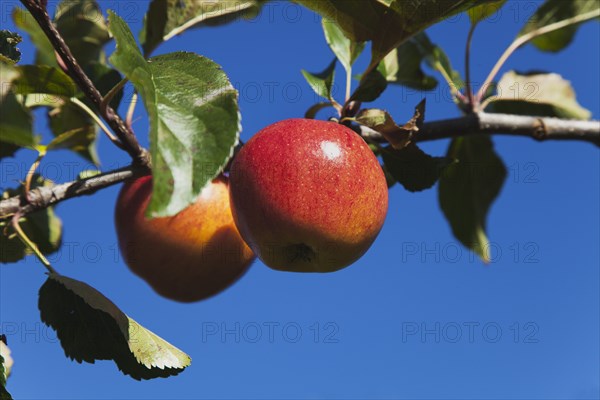 Royal Gala apples growing on the tree in Grange Farms orchard.