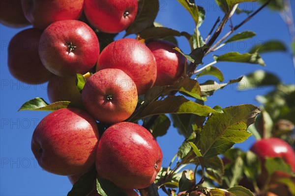 Royal Gala apples growing on the tree in Grange Farms orchard.