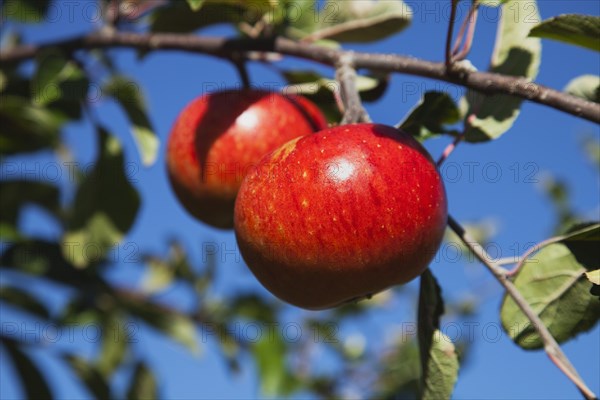 Red apples growing on the tree in Grange Farms orchard.