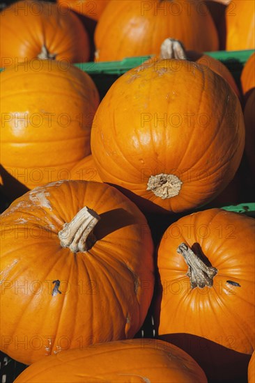 Pumpkins for sale at Grange Farms market store.