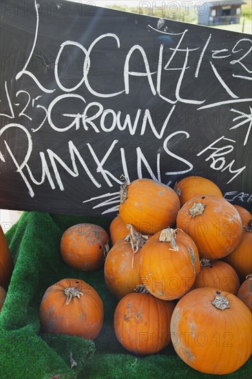 Pumpkins for sale at Grange Farms market store.